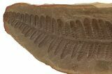 Crenulopteris Fern Fossil - Mazon Creek #284417-1